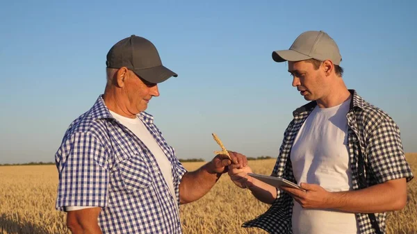 Farmer and businessman with modern tablet, teamwork in field. The agronomist and farmer are holding a grain of wheat in their hands. Grain picking. Business people shake hands, agreed.