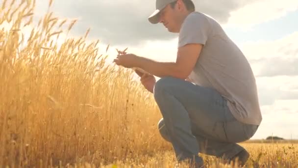 El empresario trabaja en el campo analizando la cosecha de granos. Un agricultor que trabaja con una tableta en la plantación de trigo. Negocio agrícola. Agrónomo con tableta examinando cosecha de grano. ecológicamente puro — Vídeo de stock