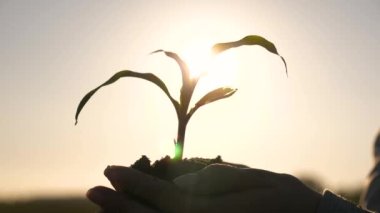 Bahçıvan güneşin önünde avuçlarında mısır fidanı tutuyor. Agronomiste yeşil filizler vardır. Kadın çiftçi gelecekteki hasat tohumlarını elinde tutuyor. Tarım, bahçıvanlık, ekoloji.