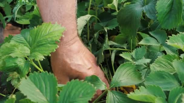 L'agriculteur recueille de délicieuses baies mûres.Le jardinier récolte des fraises fraîches. Gros plan. La main des jardiniers montre des fraises rouges en été dans le jardin. Un homme cueille des baies dans une plantation. — Video