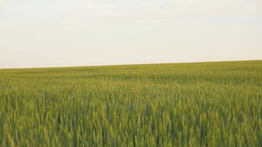 Gökyüzüne karşı bir tarlada yeşil buğday kulakları. Tarım sektörü kavramı olgunlaşan buğday, tarım. Güzel buğday tarlası. Yazın büyük buğday hasadı, doğa manzarası.