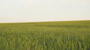 Gökyüzüne karşı bir tarlada yeşil buğday kulakları. Tarım sektörü kavramı olgunlaşan buğday, tarım. Güzel buğday tarlası. Yazın büyük buğday hasadı, doğa manzarası.