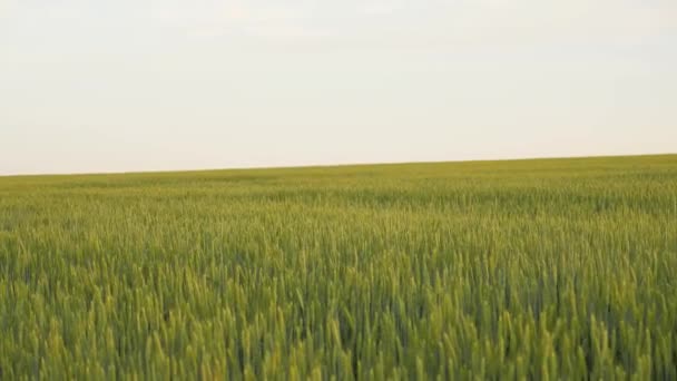 Grüne Ähren auf einem Feld gegen den Himmel. Konzept der landwirtschaftlichen Reifung Getreide, Landwirtschaft. Schönes Weizenfeld. Große Weizenernte im Sommer auf dem Feld, Naturlandschaft — Stockvideo