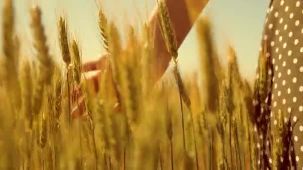 Vrouwelijke hand aanraken gouden oor van tarwe in tarweveld. Hand van jong meisje beweegt door een tarweveld. Boer vrouwen hand aanraken tarwe bij zonsondergang. Langzame beweging. Bedrijfsconcept landbouw — Stockvideo