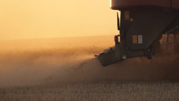 Sylwetka kombajnu zbożowego porusza się na polu i kosi dojrzałą pszenicę przez rozrzucenie posiekanej słomy na ziemi. Mechanizm tnący kombajnu. Żniwa działają. Kombajn zbiera zboże o zachodzie słońca. — Wideo stockowe