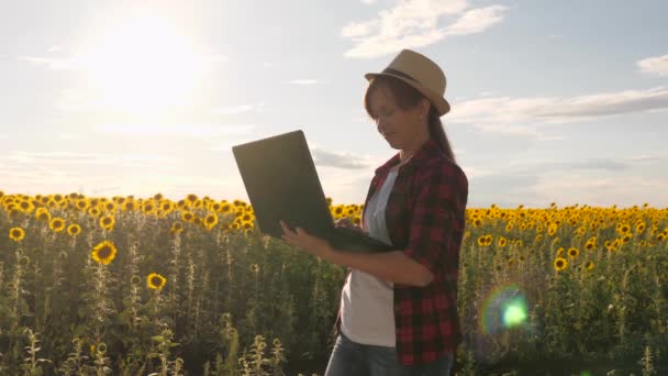 Obchodní žena s počítačem v ruce na slunečnicové plantáži. Analýza plodin. Farmářka pracující v terénu. Agronomista na poli slunečnic s laptopem pracuje na slunci. — Stock video