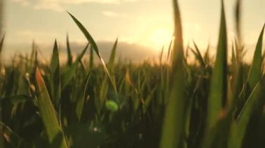 Genç buğday filizleri ilkbaharda güneşte tarlada. Tahıl ekimi. Yeşil filizlenen buğday tarlaları, yakın plan. Çavdar fideleri. Çevre dostu tahıl yetiştiriyorlar. Çiftçi tarlası