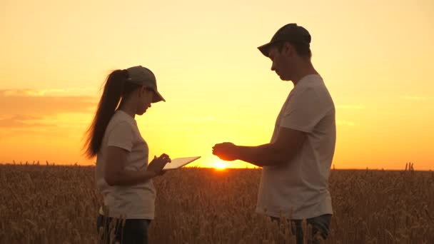 Uścisk dłoni biznesmenów pracujących na polu pszenicy o zachodzie słońca. Agronomista i biznesmen pracują w terenie z tabletem w słońcu. Zbiory pszenicy dojrzewają na polu. Rolnictwo ekologiczne działalność rolnicza — Wideo stockowe