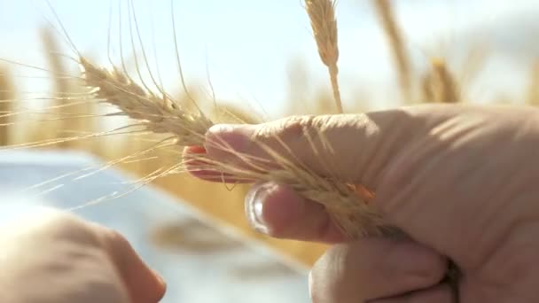 Affärsman som analyserar spannmålsskörd. Bönder händer arbetar med en surfplatta dator i vetefält. Agronomen med tablett undersöker ett öra av vete, säd skörd i fält. Jordbruksföretag. — Stockvideo