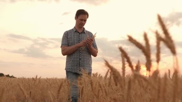 Een zakenman onderzoekt zijn tarweveld, analyse van de graanoogst. Een boer loopt over een veld van rijpe tarwe in stralen van de zonsondergang. Landbouwplantage. Oren met graan in een veld in de zon — Stockvideo