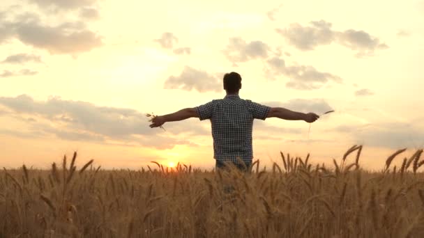 Feliz granjero camina a través del campo con las manos levantadas alegremente, trigo maduro en los rayos del atardecer. El hombre de negocios inspecciona su campo de trigo, cosecha de granos. Plantación agrícola. Orejas con grano en el campo — Vídeo de stock