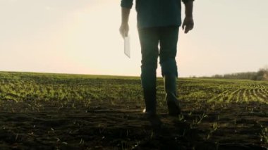 Çizmeli çiftçi yeşil filizlerle kendi panosuyla tarlada yürüyor. İş adamı baharda gün batımında yeşil buğday fidelerini değerlendirir. Tarım. Akıllı tarım teknolojileri