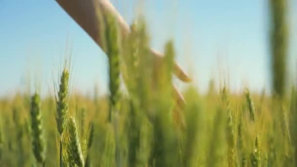 Woman farmer walks through wheat field at sunset, touching green ears of wheat with his hands - agriculture concept. A field of ripening wheat in the warm sun. Business woman inspects her field. — Stock Video