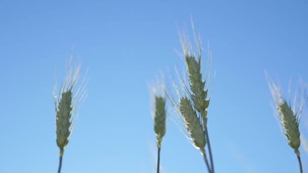 小麦の小花は、穀物が青い空に対して風を振る。緑の小麦の熟成フィールド。環境に優しい小麦。夏に穀物収穫が始まります。農業ビジネスの概念。パンの栽培 — ストック動画