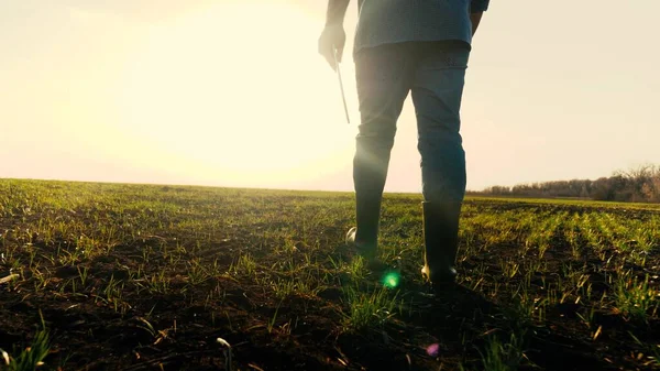 Contadino in stivali cammina con il proprio appunti attraverso il campo con germogli verdi. L'uomo d'affari cammina a terra in primavera valutando piantine verdi di grano al tramonto. Agricoltura. Tecnologie dell'agricoltura intelligente — Foto Stock