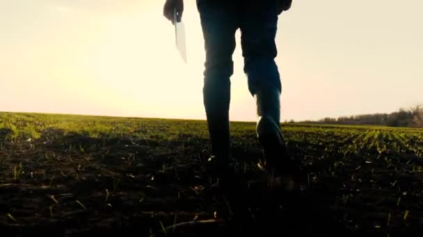 Contadino in stivali cammina con il proprio appunti attraverso il campo con germogli verdi. L'uomo d'affari cammina a terra in primavera valutando piantine verdi di grano al tramonto. Agricoltura. Tecnologie dell'agricoltura intelligente — Video Stock