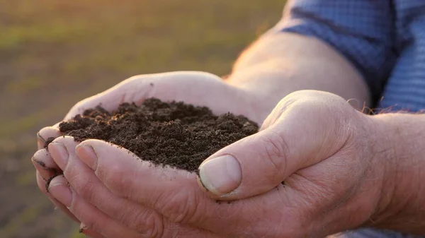 W silnych rękach farmera, posiada garść żyznej ziemi. Koncepcja rolnictwa, agrobiznesu. Ogrodnik trzyma w dłoniach próchnicę, nawożoną glebę, glebę kompostową. Rolnictwo i — Zdjęcie stockowe
