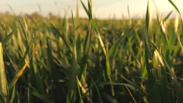Growing environmentally friendly grain, Close-up. Growing wheat crop in field, growing cereals. Seedlings of rye in spring. Movement of camera in field, along the sprouts of green young wheat, in sun. — Stock Video
