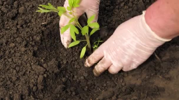 En trädgårdsmästare i handskar planterar tomatplantor utomhus. Plantera plantor på våren på plantagen. En bonde planterar gröna plantor med händerna i marken. Miljövänligt jordbruk. — Stockvideo