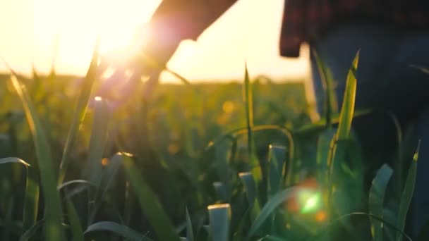 Silhuett kvinnlig bonde går genom vetefält vid solnedgången, röra gröna öron vete med händerna - jordbruk koncept. Ett fält av mognande vete i varm sol. Affärskvinna inspekterar sitt område — Stockvideo