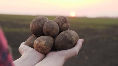The farmer in the field in the sun is holding tubers of potatoes just dug out of the ground. Food growing concept, vegetable growing, bio products, bioecology, vegetarians, natural pure, fresh product