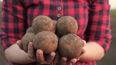 Bir tarlada bir çiftçi taze kazılmış patates yumrusu mahsulü tutuyor. Patates ekmek, tohum fonu. Gıda yetiştirme konsepti, sebze yetiştirme, biyolojik ürünler, biyoekoloji, vejetaryenler, doğal saf, taze ürün