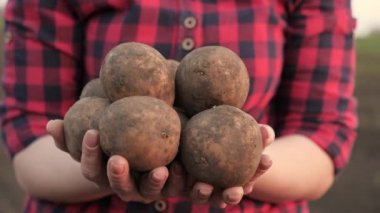 Bir tarlada bir çiftçi taze kazılmış patates yumrusu mahsulü tutuyor. Patates ekmek, tohum fonu. Gıda yetiştirme konsepti, sebze yetiştirme, biyolojik ürünler, biyoekoloji, vejetaryenler, doğal saf, taze ürün