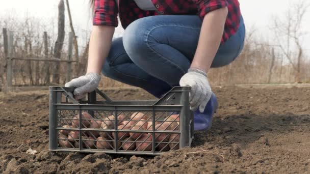 Farmer woman sorting out seed potatoes. Gardener inspects crop on ground, potato tubers. Tasty food. Collection, cultivation, harvest. Woman worker in rubber boots on fertile soil with harvest. — Αρχείο Βίντεο