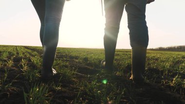 Farmers in boots are walking with tablet across field with green shoots of wheat. Businessman walks on ground in spring, evaluating green seedlings of vegetables at sunset. Farming technologies