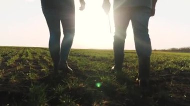 Farmers in boots are walking with tablet across field with green shoots of wheat. Businessman walks on ground in spring, evaluating green seedlings of vegetables at sunset. Farming technologies