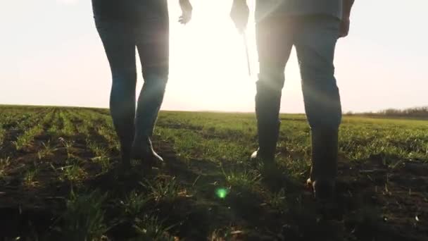 Les agriculteurs en bottes marchent avec des comprimés à travers le champ avec des pousses vertes de blé. L'homme d'affaires marche sur le sol au printemps, évaluant les semis verts de légumes au coucher du soleil. Technologies agricoles — Video