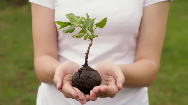 Kızların elleri bir ağaç fidanı tutuyor. Büyüme ve tarım yeni hayat konsepti. Bitki ve ağaç yetiştiriciliği. Toprak ana için sağlık, çevre bakımı. Hayat kurtarıyorum. Bitkilerin biyolojik çeşitliliği — Stok fotoğraf