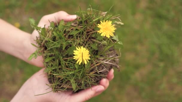 Childrens hands hold ground with green grass and flowers. Environmental protection. Saving life on planet earth. Happy children are planting flowers. Concept of a happy family and healthy children. — Stock Video