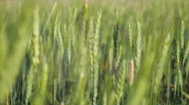 Bereketli topraklarda yetişen yeşil olgunlaşan buğday tarlası. Buğday dalları ve buğday tozu rüzgarı. Tahıl hasadı yazın olgunlaşır. Tarım sektörü konsepti. Çevre dostu buğday