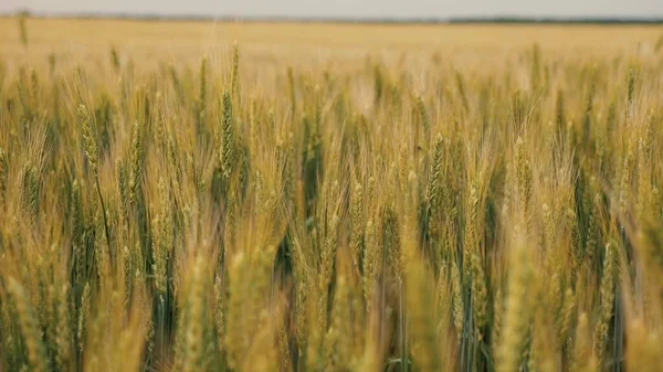 Campo de trigo en maduración. La cosecha de granos madura en verano. Trigo ecológico. Espiguillas de trigo con grano sacude el viento.Concepto de negocio agrícola. — Foto de Stock