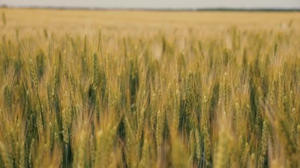 Campo de amadurecimento do trigo. A colheita de grãos amadurece no verão. Trigo amigo do ambiente. Spikelets de trigo com grãos agita o vento. Conceito de negócio agrícola. — Vídeo de Stock