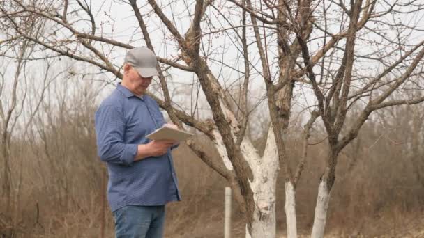 Senior boer met een tablet inspecteert fruitbomen in het voorjaar. De tuinman onderzoekt in de herfst de takken van een appelboom in de tuin. Oudere boer werkt in de tuin, eigen bedrijf, favoriete hobby — Stockvideo