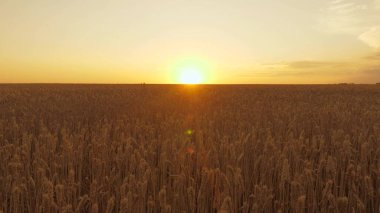 Akşam gün batımında olgunlaşmış buğday tarlası. Buğday dalları ve buğday tozu rüzgarı. Mısır gevreği hasadı yazın olgunlaşır. Tarım sektörü konsepti. Çevre dostu buğday. Şafak söktü