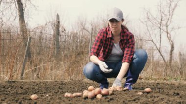 Tarladaki çiftçi kadın patates odunlarını ayırıyor. Çiftlikteki bahçıvan. Gıda yetiştirme konsepti, sebze yetiştirme, organik ürünler, biyoekoloji, vejetaryenler, doğal saf, taze ürün.