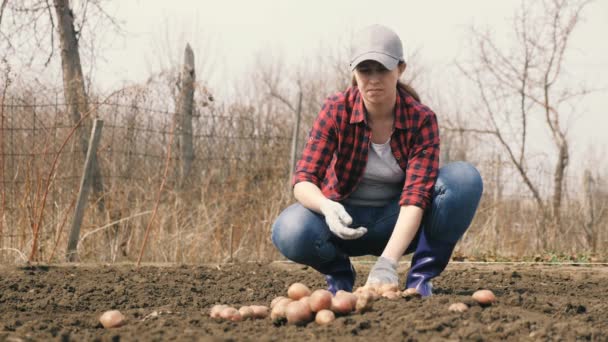Farmer woman in the field sorts potato tubers. Gardener at the plantation. Food growing concept, vegetable growing, organic products, bioecology, vegetarians, natural pure, fresh product. — Stock Video