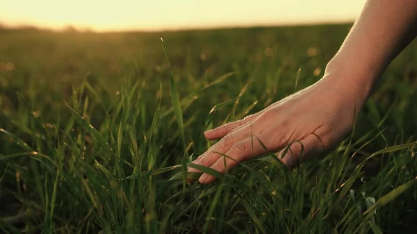 Jordbrukarna handen vidrör skott av grönt vete på våren på fältet i solen. Agronomen arbetar i fält, undersöker skörd av hirs skott, affärsman i jordbruket. Kvinnors handflata rör vid grönt gräs — Stockfoto