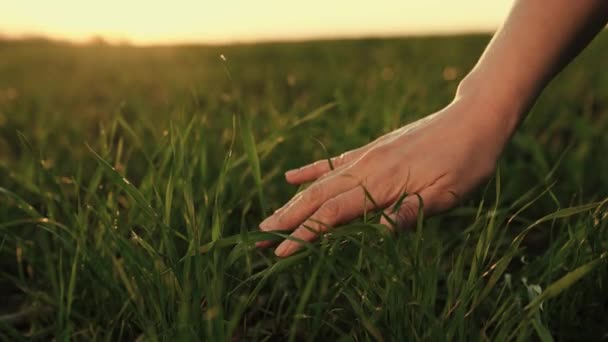 Bauern streicheln im Frühjahr Triebe von grünem Weizen auf einem Feld in der Sonne. Agronom arbeitet auf dem Feld, untersucht die Ernte von Hirsesprossen, Geschäftsmann in der Landwirtschaft. Frauenpalme berührt grünes Gras — Stockvideo