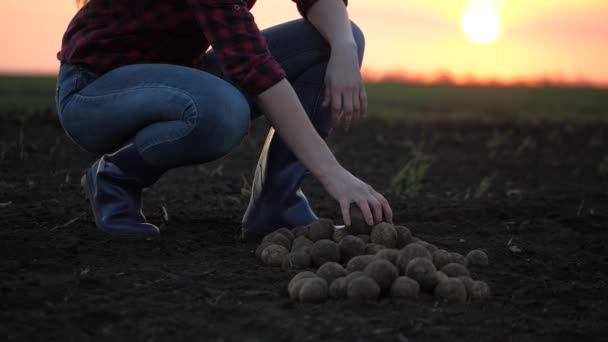 Vrouwelijke boer sorteert aardappelknollen in het veld. Tuinman werkt op plantage in zonnestralen. Voedselteelt, groenteelt, biologische producten, biologie, vegetariërs, natuurlijk zuiver, vers product — Stockvideo