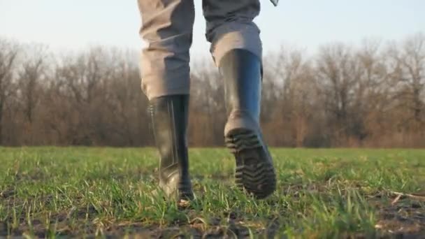 Agricultor en botas camina con la tableta de la computadora a través del campo con brotes verdes de trigo. Empresario camina a través de la plantación en primavera, evaluando plántulas verdes. Agrónomo en el campo. Agricultura. — Vídeos de Stock