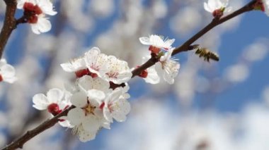 Mavi gökyüzüne karşı dalda kayısı çiçekleri, bir arı böceği çiçekleri tozlaştırır ve nektar toplar. Meyve ağaçları baharda çiçek açar. Arı çiçeğin üzerinde oturuyor. Doğa, çevre dostu dünya.