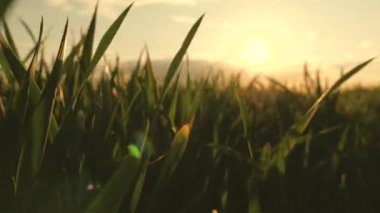 Tarlada buğday yetiştiriyor, mısır gevreği yetiştiriyor. Bir buğday tarlasının yeşil taze filizleri güneşte büyür, yakından. Baharda çavdar fideleri. Çevre dostu tahıl yetiştirme kavramı. çiftçi tarlası.