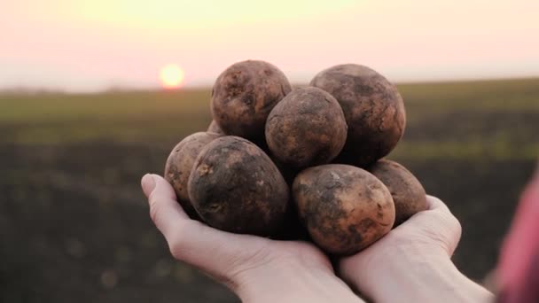 Un agriculteur dans un champ détient une culture de tubercules de pommes de terre fraîchement creusés. Plantation de pommes de terre, fonds de semences. Concept de culture alimentaire, culture de légumes, produits biologiques, bioécologie, végétariens, naturel pur, produit frais — Video