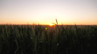 Gün doğumunda olgunlaşan buğday tarlası. Buğday dalları ve buğday tozu rüzgarı. Tahıl hasadı yazın güneşin doğuşunda olgunlaşır. Tarım sektörü konsepti. Çevre dostu buğday