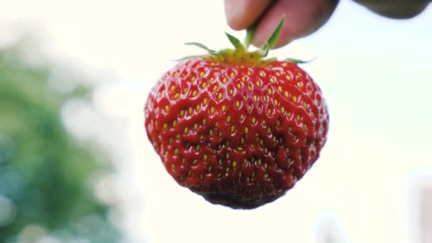 Rudé zralé jahody, v rukou zahradníka proti obloze. Sladké červené bobule. Šťavnaté čerstvé jahody drží farmáři na prstech. Jíst vitamíny v létě v zahradě. Zdravé jídlo — Stock video