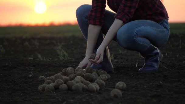 Una contadina ordina tuberi di patate in campo. Il giardiniere lavora su piantagione in raggi di tramonto. Coltivazione alimentare, orticoltura, prodotti biologici, bioecologia, vegetariani, prodotti naturali puri, freschi — Video Stock